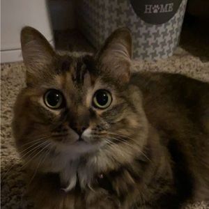 Meet your Posher, Beau